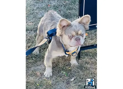 a french bulldog dog with a leash